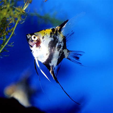 Pterophyllum “scalare” – Angelfish — Seriously Fish