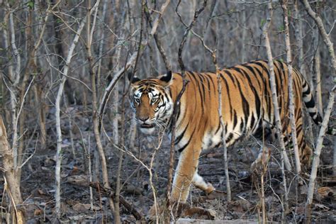 Panna National Park & Tiger Reserve Madhya Pradesh | Tourism Info