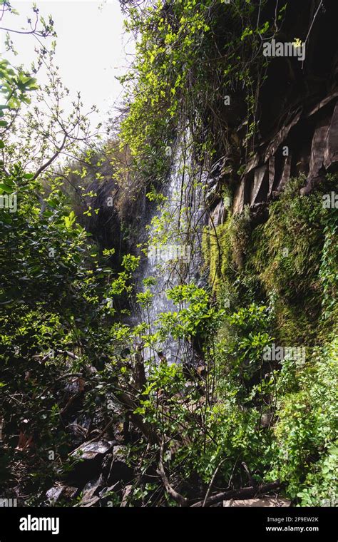 Una alta cascada dentro de plantas altas en Nahal Eit, en el pueblo de artistas de Aniam ...