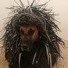 Porcupine Dog's Costume | Unique DIY Costumes