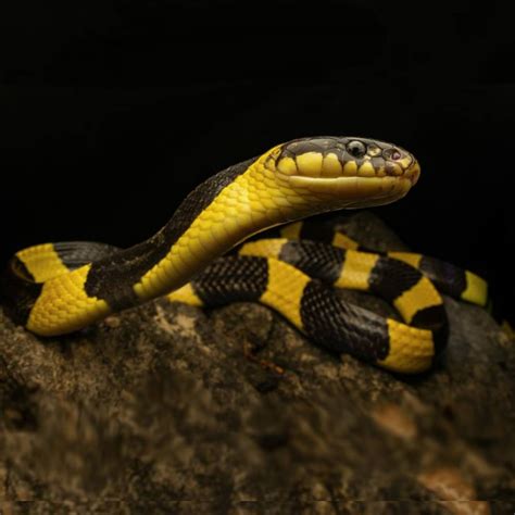 Banded krait (Bungarus fasciatus)