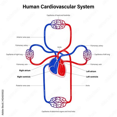 Diagram of human cardiovascular system. Mammalian circulation. Blood circulation system and ...