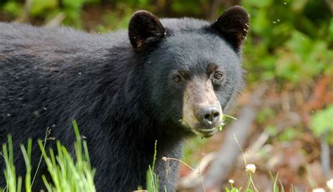 "yosemite-bears-wildlife" - Yosemite National Park Trips