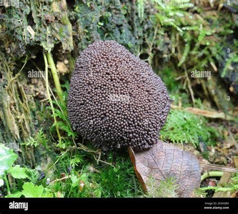 Black Slime Mold - Tubifera ferruginosa Stock Photo - Alamy