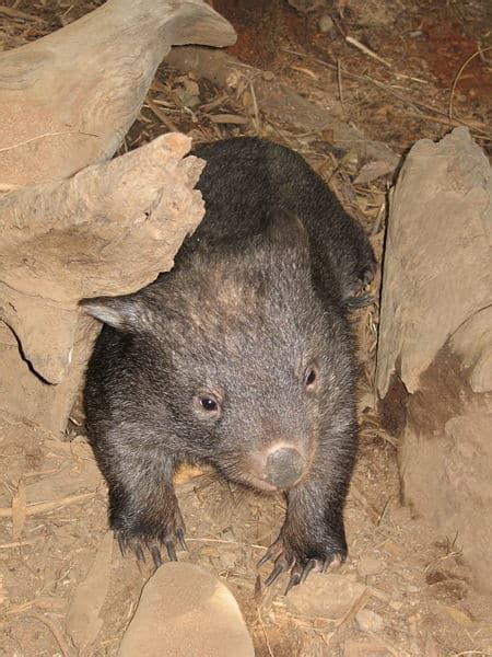 Wombat - A-Z Animals