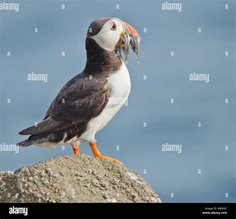 Puffin with Sand eels Stock Photo - Alamy