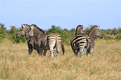 Wild african zebra herd stock photo. Image of south, forest - 33046390