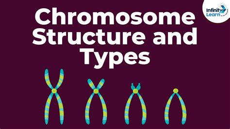 Labeled Chromosome Structure Diagram - img-probe