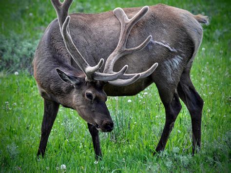 20 Amazing Wildlife Photos in Yellowstone National Park | Birds and Blooms