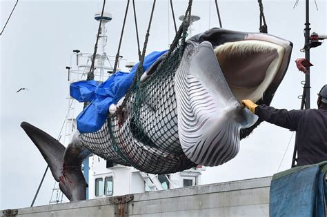 Japón instala máquinas expendedoras de carne de ballena tras años de ...