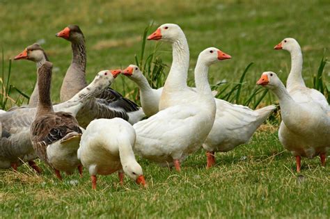 What Is The Difference Between A Duck And A Goose? — Farm & Animals - Unianimal