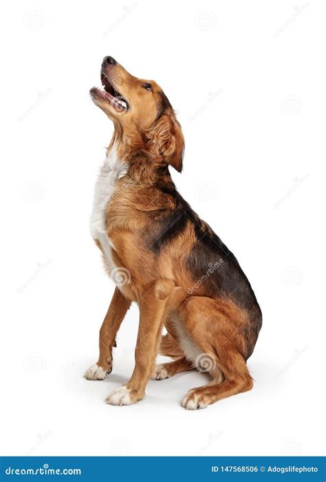 Saluki Crossbreed Dog Sitting Side Looking Up Stock Photo - Image of ...