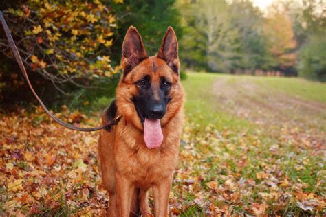 Heritage Hills Ranch - German Shepherd Breeder - Quality Puppies For Sale