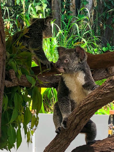 Things to do in Kuranda | Kuranda Wildlife Experience - Sarah Adventuring