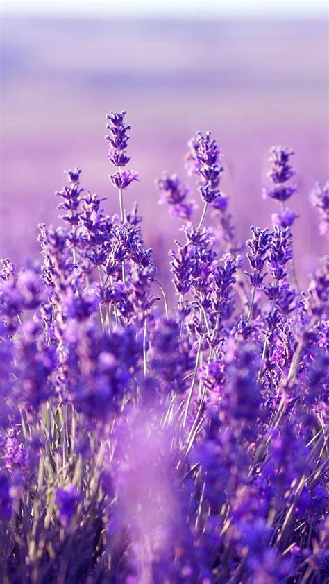 Pastel Purple Aesthetic Flowers, Light Purple Flower HD phone wallpaper ...