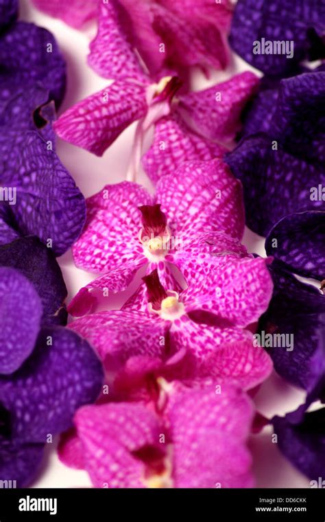 A Purple orchids on a isolated background Stock Photo - Alamy