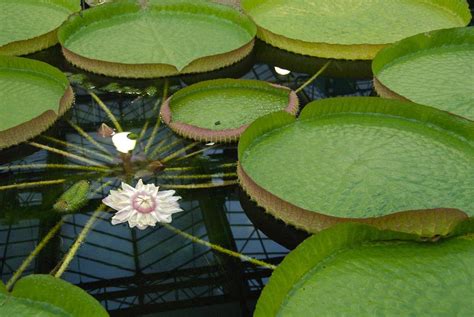 Giant Water Lily: The Queen of the Water Lilies - Dummer. ゛☀ - Garden ...