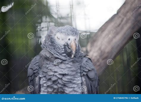 The Young African Grey Parrot is Closing Its Eyes Stock Photo - Image ...