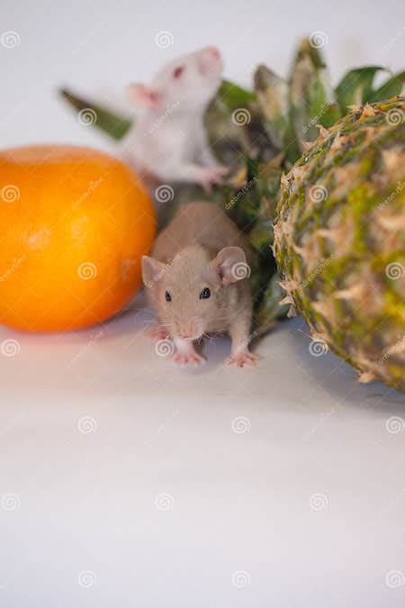 Cute Rat with Orange Orange. Rodent Mouse on a White Stock Image - Image of beautiful, favorite ...