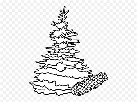 Drawn Pine Tree Black Hills Spruce - Spruce Tree Clip Art South Dakota State Tree Drawing Png ...