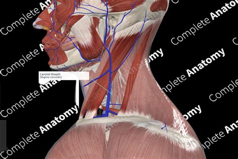 Carotid Sheath | Complete Anatomy