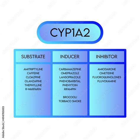 CYP1A2 Cytochrome p450 enzyme pharmaceutical substrates, inhibitors and ...