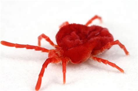 Red Mite Infection | The Senlac Veterinary Centre