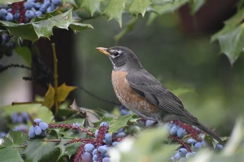 Birdscaping: Grow Plants for Nesting Birds - Birds and Blooms