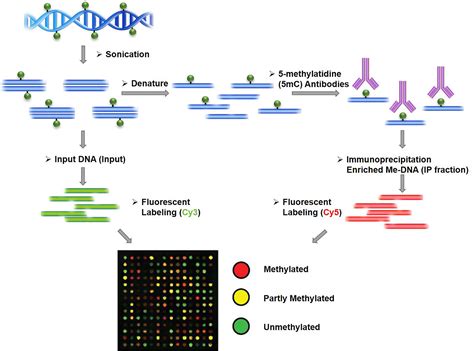 DNA Methylation Microarray Service, DNA Methylation Analysis Service ...