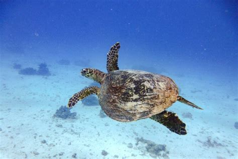 Sea turtle conservation efforts are paying off in Los Cabos
