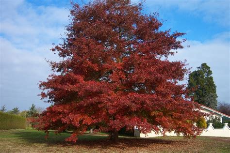 PlantWerkz: Northern Red Oak - Quercus Borealis