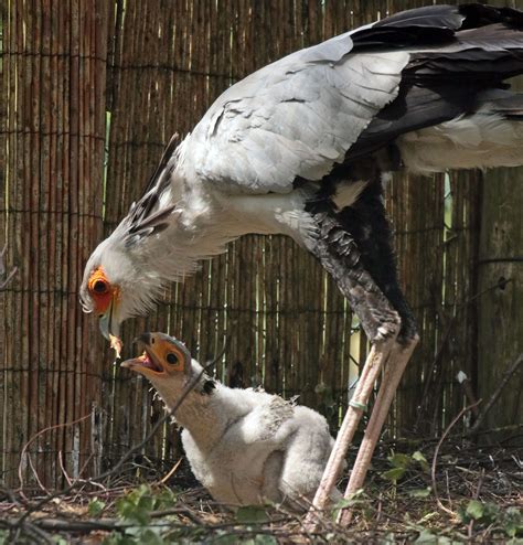 secretarisvogel Beekse Bergen JN6A6811 | Birds, African animals, Pet birds