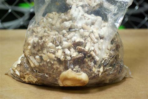 Selecting Mushroom Spawn - Microfarm Organic Gardens Blog - Microfarm ...