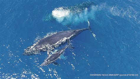 Meet the Majestic Humpback Whale: Hawaii's Ocean Giants | Whale ...