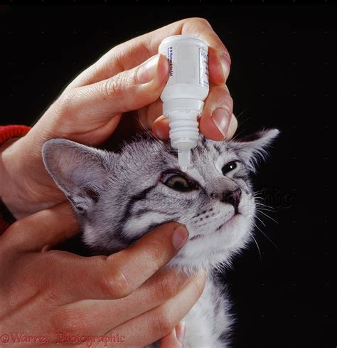 4 Tips on How to Give your Cat Eye Drops