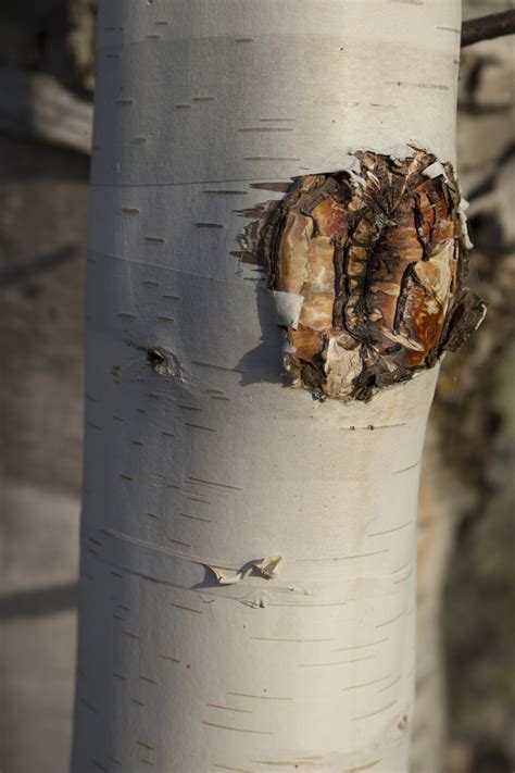 White Birch Bark Tree Free Stock Photo - Public Domain Pictures