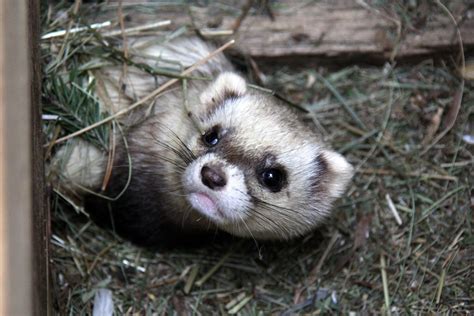 Suzy's Animals of the World Blog: THE STEPPE POLECAT