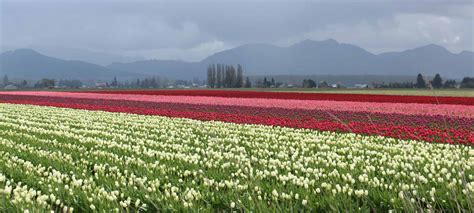 Events – Skagit County Master Gardener Foundation