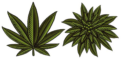 Vector illustration of cannabis leafs 560860 Vector Art at Vecteezy