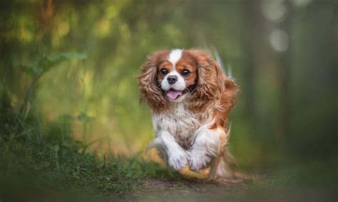 Cavalier King Charles Spaniel: Characteristics & Care | BeChewy