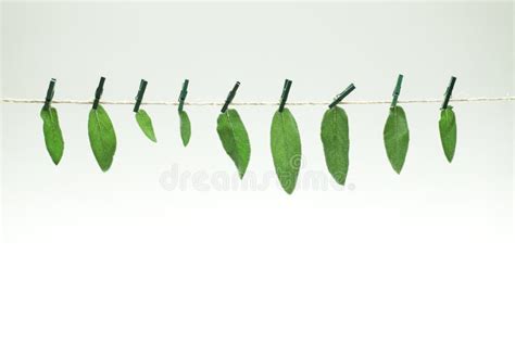 Drying Fresh Green Leaves of Sage. Stock Image - Image of color, hang ...