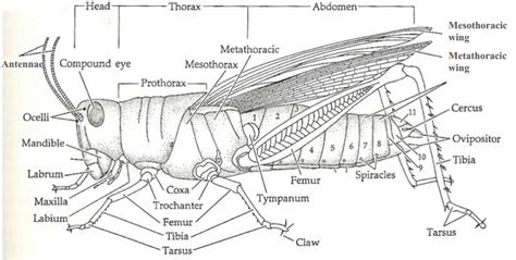 Cricket Insect - CricketInsect.com