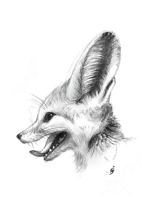 Fennec Fox Drawing by Martina Seketa - Pixels