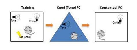 Fear Conditioning | Behavioral and Functional Neuroscience Laboratory ...