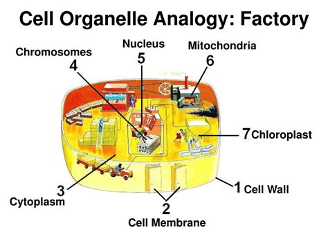 6+ Awesome Cell Factory Analogy Worksheet - Solving equations worksheet