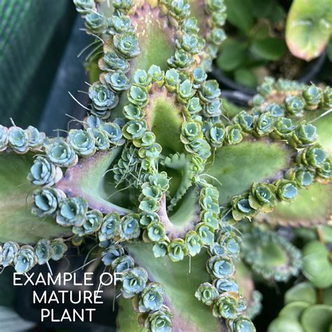 Mother of Thousands (Kalanchoe Daigremontiana) – Tropicals/Houseplants › Anything Grows