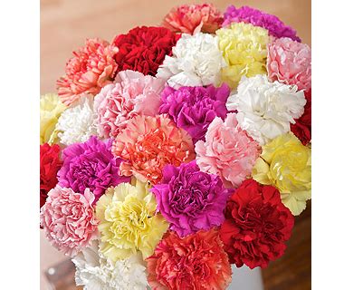 Carnations Flowers: Different Carnation Colors and Their Meaning