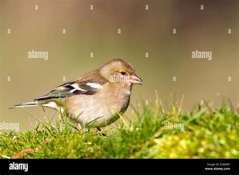 Chaffinch eggs hi-res stock photography and images - Alamy