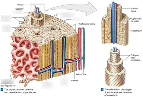 Structure of compact bone Diagram | Quizlet