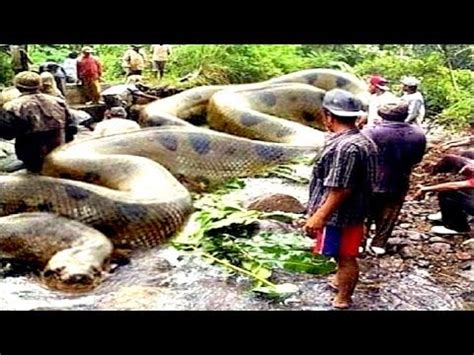 8 Deadliest Amazon River Snakes - YouTube